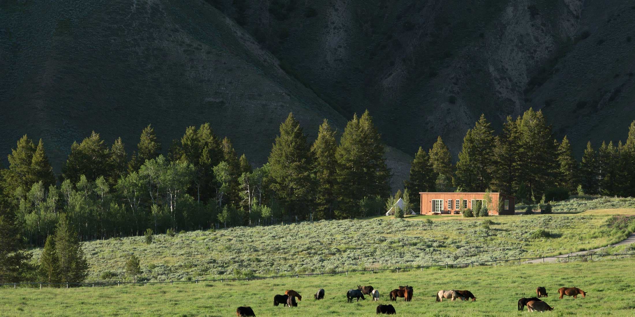 Horses grazing outside the Shooting Cabin at Snake River Sporting Club in Jackson, WY